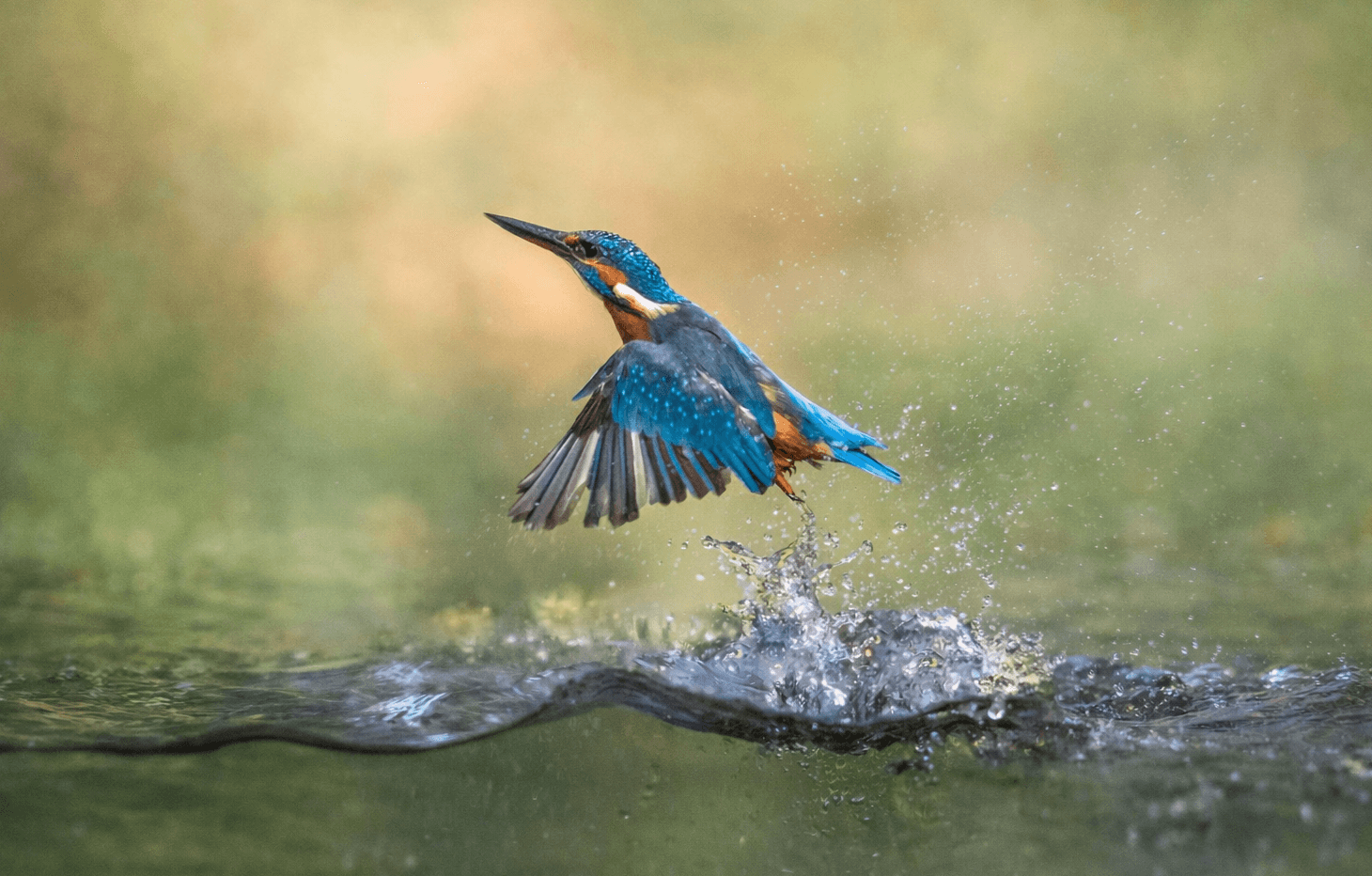 Ijsvogel in vlucht boven water — symbool van transformatie en verbinding met de natuur